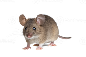 MobMouse2.png