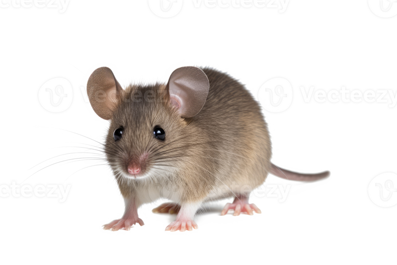 Файл:MobMouse2.png